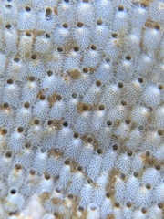 Schizoporella unicornis