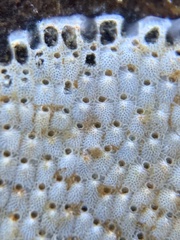 Schizoporella unicornis