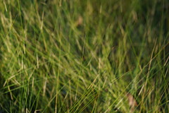 Austrostipa muelleri