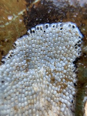 Schizoporella unicornis