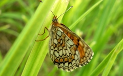 Melitaea athalia