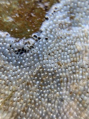 Schizoporella unicornis