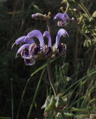 Salvia indica