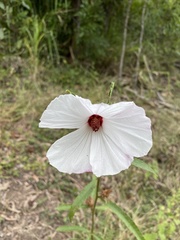 Hibiscus meraukensis