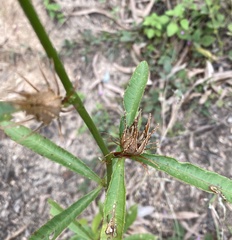 Hibiscus meraukensis