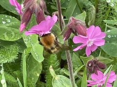 Bombus pascuorum