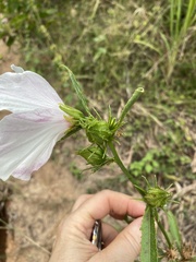 Hibiscus meraukensis