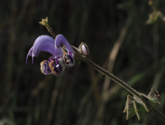 Salvia indica