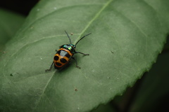 Chrysocoris fascialis