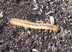 Neopyrochroa flabellata