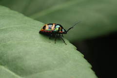 Chrysocoris fascialis