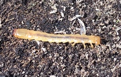 Neopyrochroa flabellata