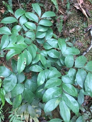 Archidendron lucidum