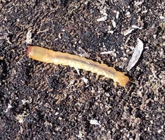 Neopyrochroa flabellata