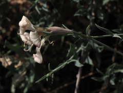 Silene swertiifolia
