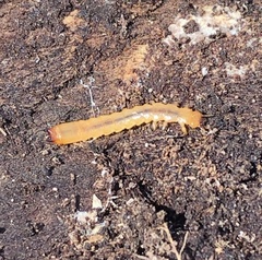 Neopyrochroa flabellata