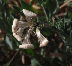Silene swertiifolia