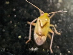 Dagbertus