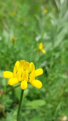 Securigera securidaca