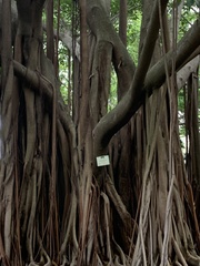 Ficus altissima