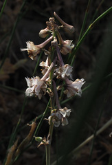 Delphinium ithaburense