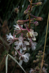 Delphinium ithaburense