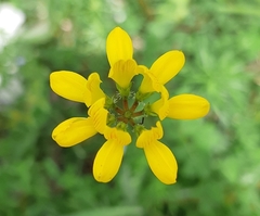 Securigera securidaca