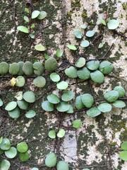 Lemmaphyllum microphyllum