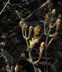 Scutellaria tomentosa