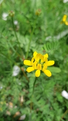 Securigera securidaca