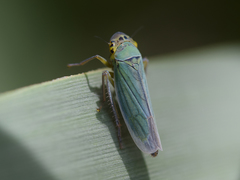 Cicadella