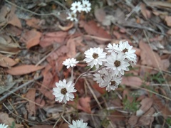 Pithocarpa pulchella