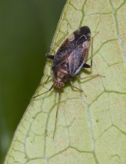 Chinamiris indeclivis