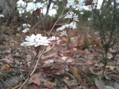 Pithocarpa pulchella