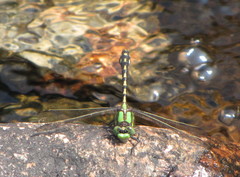 Ophiogomphus carolus