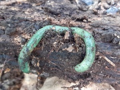 Aporrectodea smaragdina