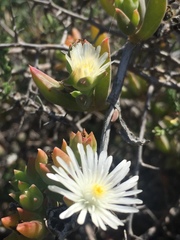 Delosperma guthriei