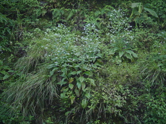 Adelocaryum lambertianum