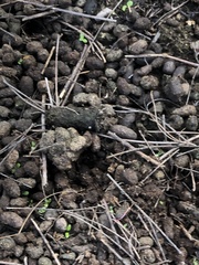 Raphicerus melanotis