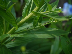 Adelocaryum lambertianum
