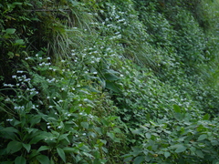 Adelocaryum lambertianum