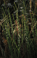 Anarrhinum forskaohlii