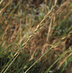 Arrhenatherum palaestinum