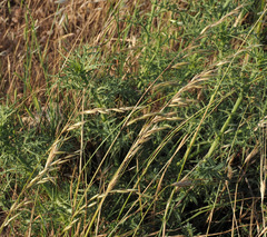 Arrhenatherum palaestinum