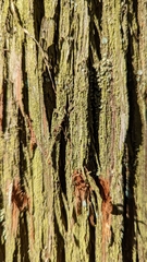 Chrysothrix chamaecyparicola