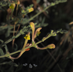 Scutellaria tomentosa