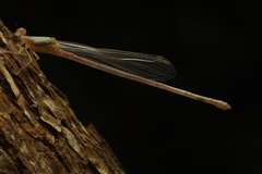 Ceriagrion auranticum