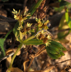 Valerianella muricata