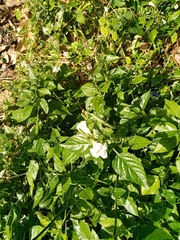 Magnoliopsida