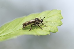 Dicolonus simplex